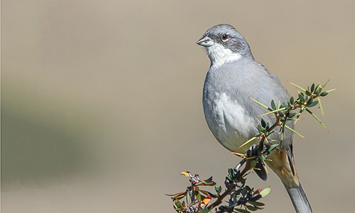 Diuca (Diuca diuca)