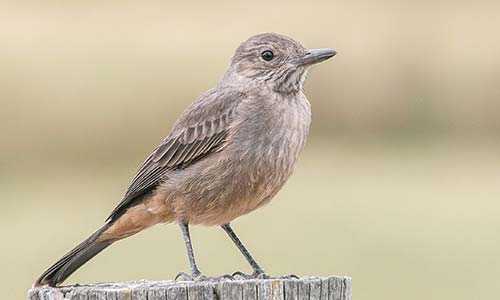 Gaucho grande (Agriornis lividus)
